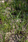Longleaf milkweed